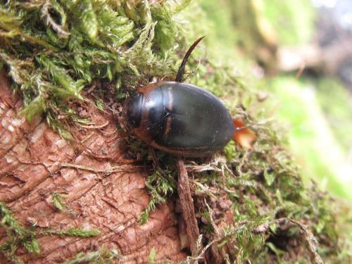 Réf. 202 742 : Hydaticus transversalis